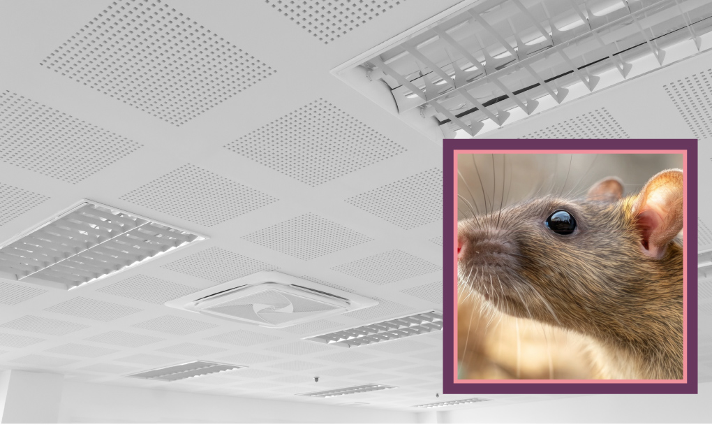 Rats et souris dans les faux plafonds risques et solutions durables — free download